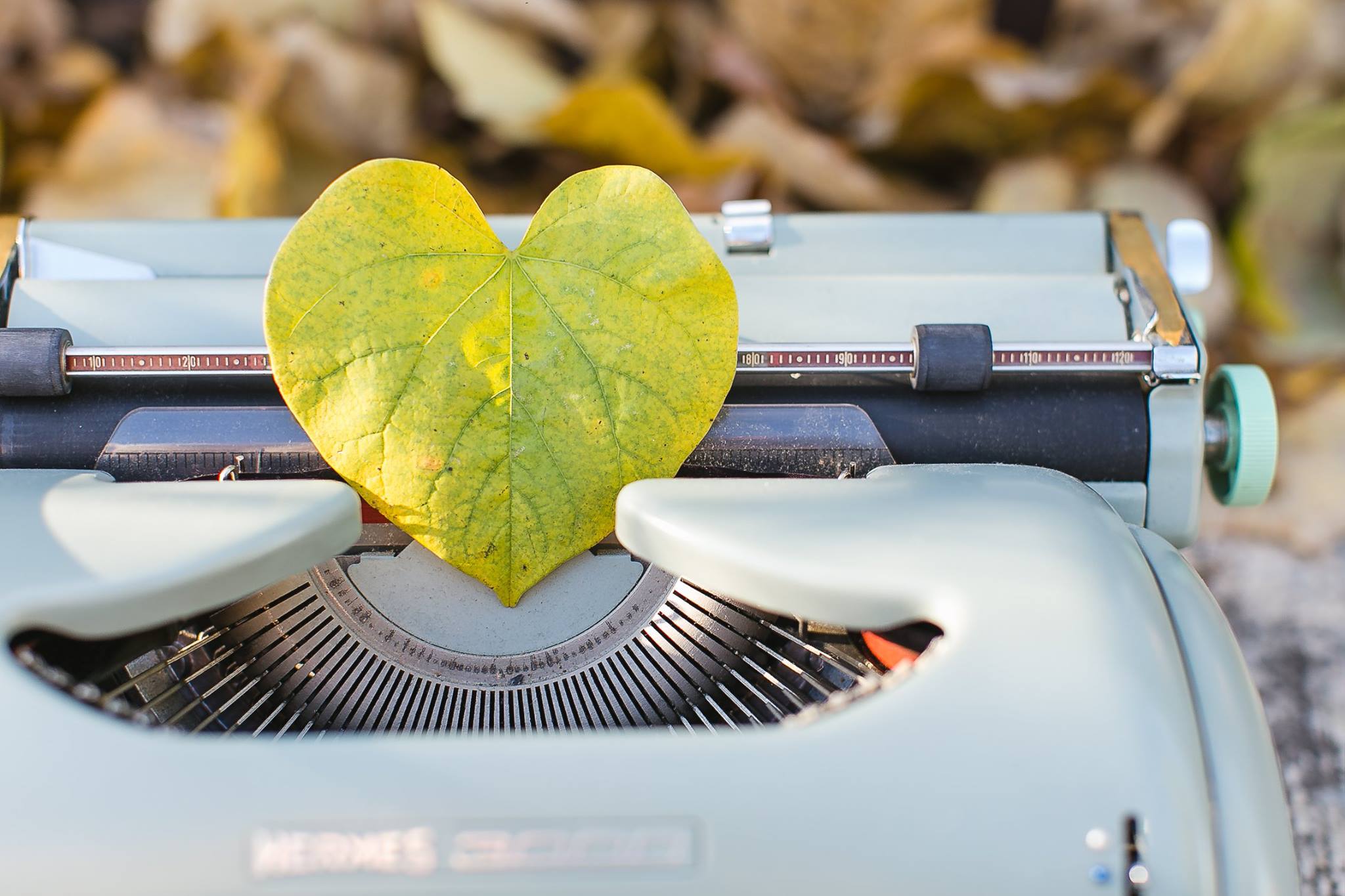 leaf on typewriter