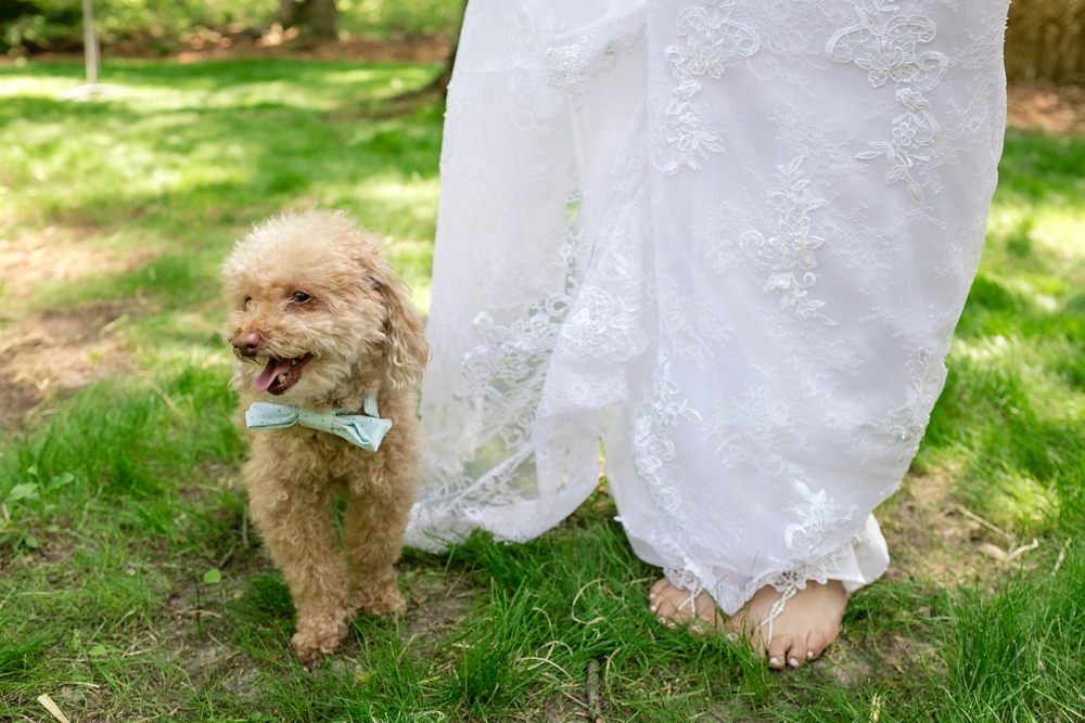 Party Pooches: Tips for having your dog in your bridal party